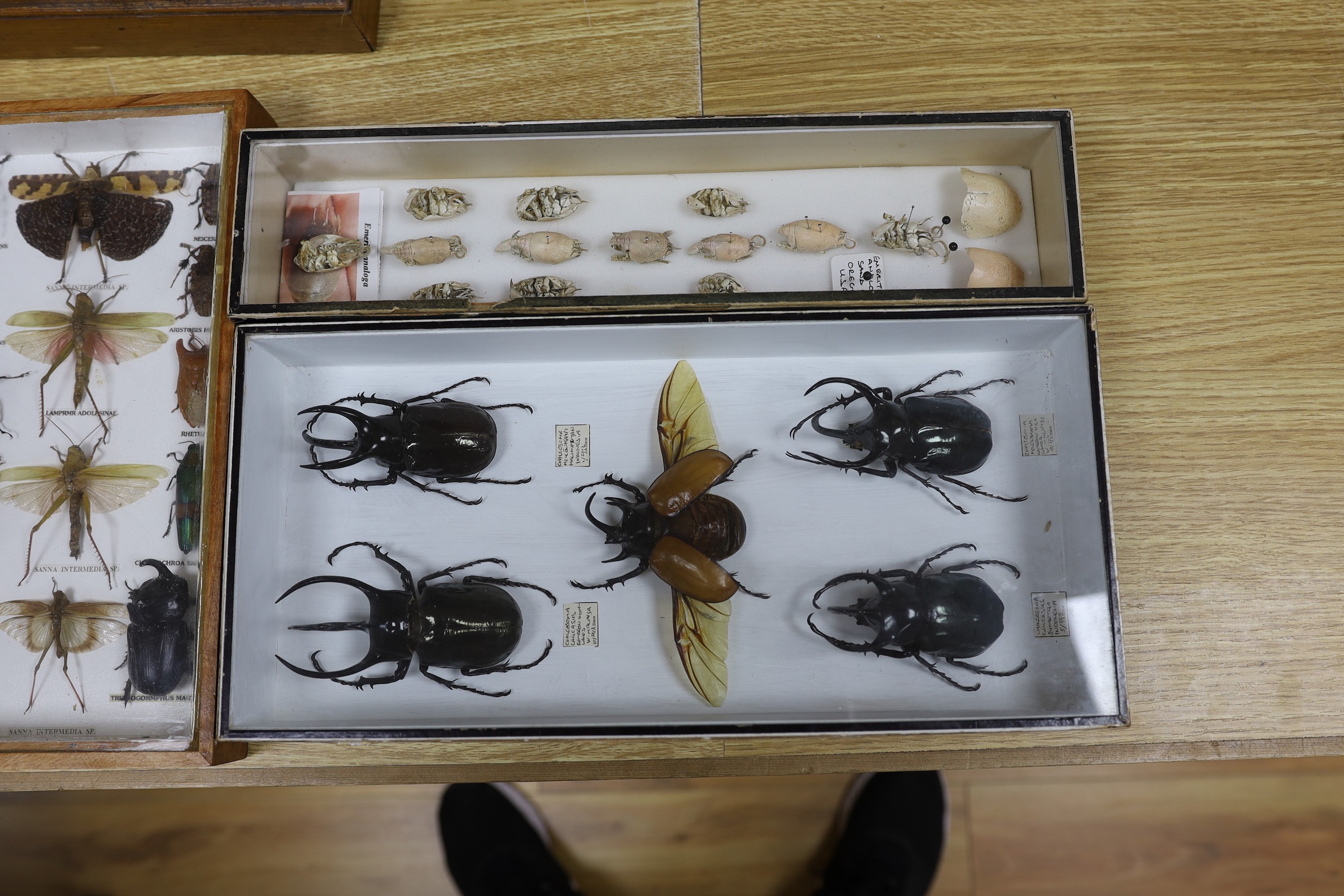Entomology – a glazed box of Atlas Beetle specimens, 37 cm wide, a glazed case of beetle, grasshopper, cicada, scorpion specimens and a tarantula, 45.5 cm wide and a glazed box of Pacific Mole crabs, 37 cm wide